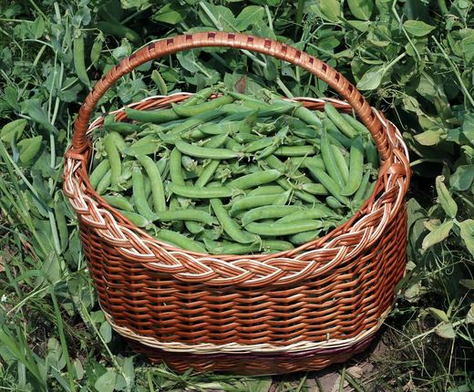 Heirloom Dawn Harvest